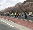 2018.04.07 제 27회 경주 벚꽃 마라톤 대회